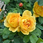 Da Fabiana, Ristorante E In Alta Langa 住宿加早餐酒店 Bossolasco