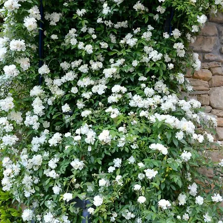 住宿加早餐酒店 大法比亚纳酒店