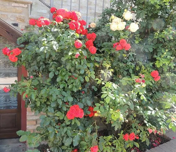 Da Fabiana Bossolasco