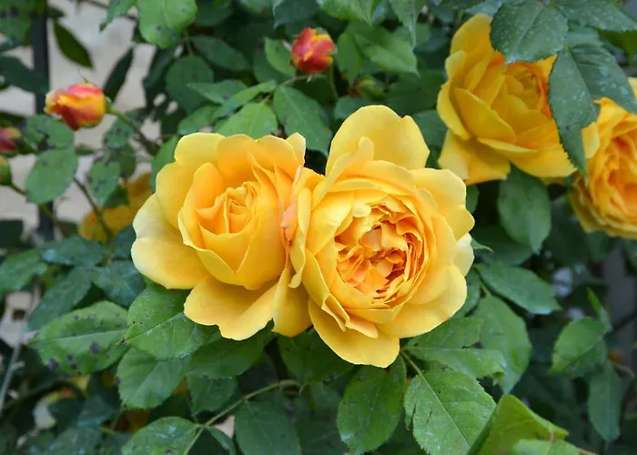 Da Fabiana Bed & Breakfast Bossolasco